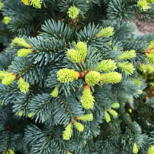 Пихта субальпийская Компакта фото 2