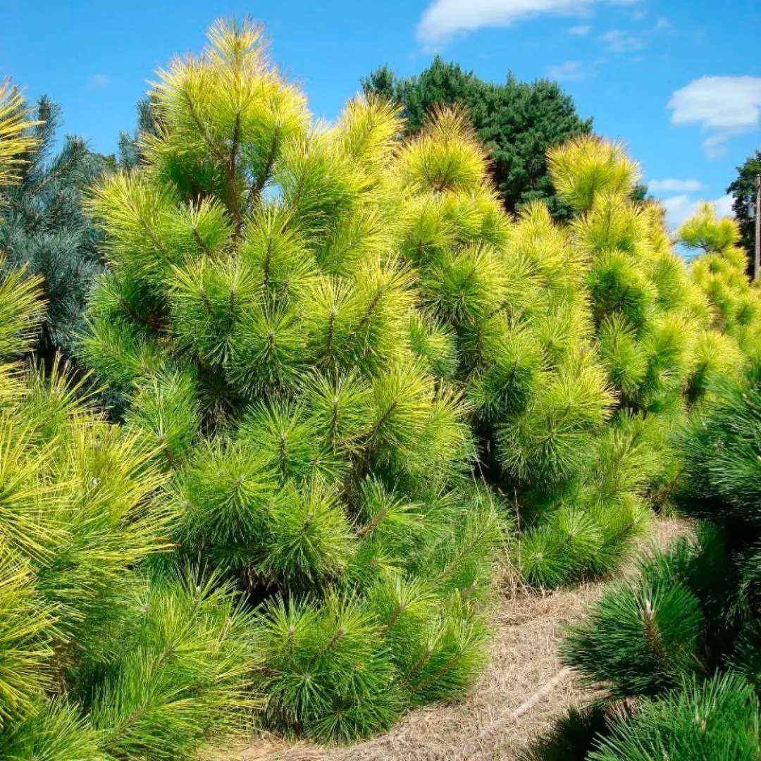 Сосна род хвойных. Сосна черная Тунберга “ogon”. Сосна Тунберга ogon. Pinus thunbergii 'ogon'. Сосна Тунберга (сорт 'Maijima').