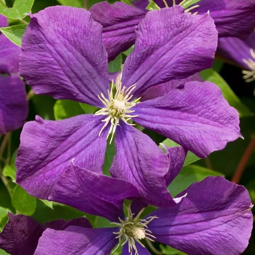 Клематис etoile violette описание и фото