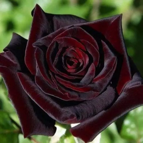 Роза чайно-гибридная Блек Баккара фото 2