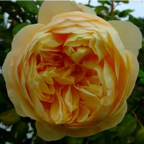  Роза английская Чарльз Дарвин фото 2