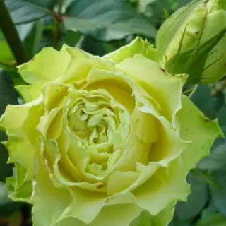 Роза чайно-гибридная Супер Грин