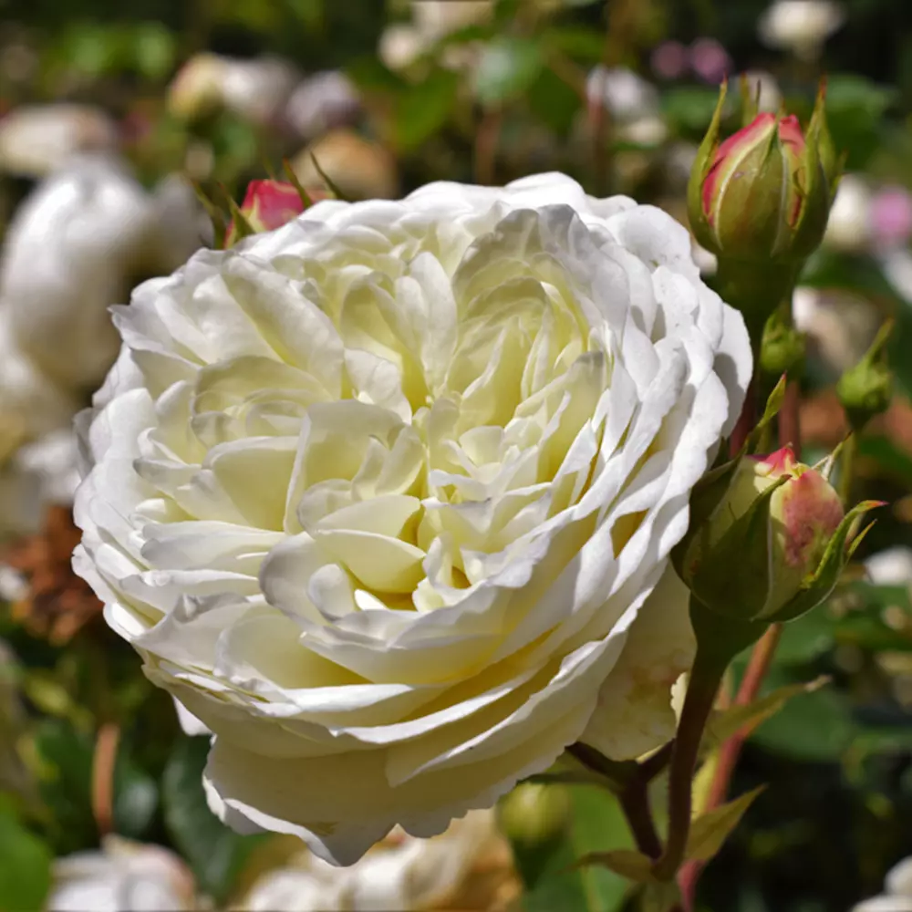 Роза английская Транквилити фото 2