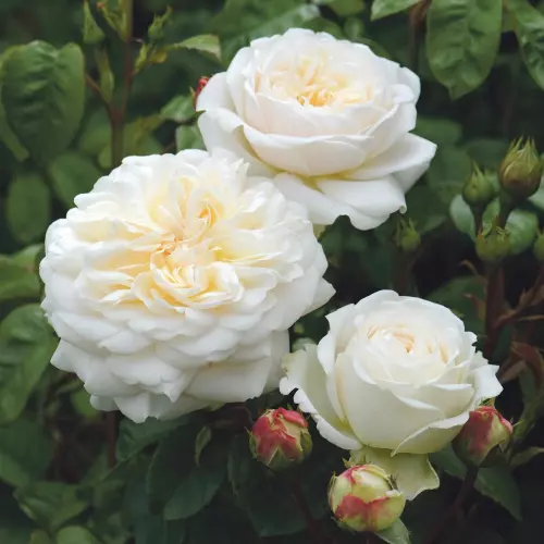  Роза английская Транквилити фото 1