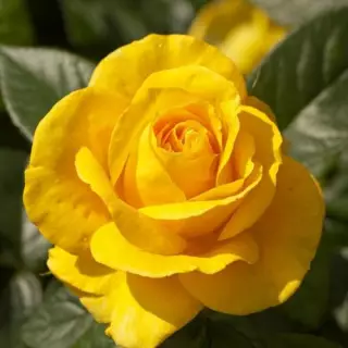 Роза чайно-гибридная Голден Бишен