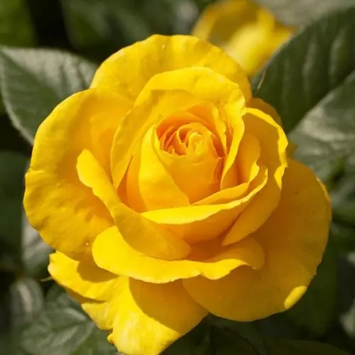  Роза чайно-гибридная Голден Бишен фото 1
