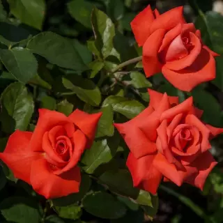 Роза чайно-гибридная Маниту