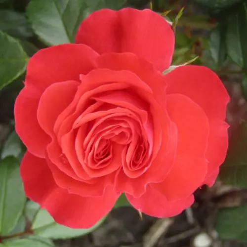 Роза чайно-гибридная Маниту фото 2