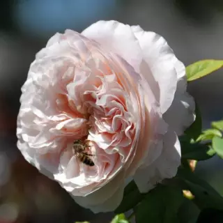 Роза английская Клер Роуз
