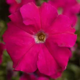 Петуния крупноцветковая Тритуния Роуз
