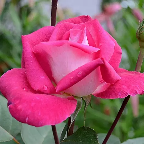 Роза чайно-гибридная Акапелла фото 1