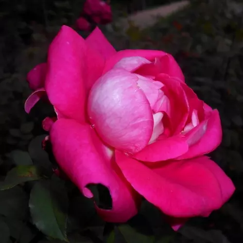  Роза чайно-гибридная Акапелла фото 2