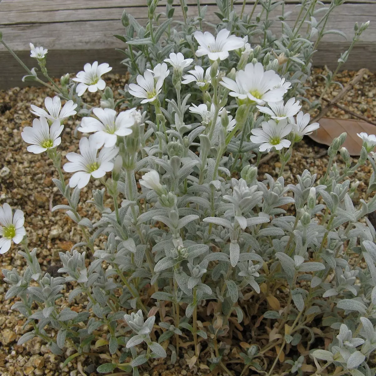 Ясколка войлочная описание. Ясколка войлочная. Ясколка войлочная (Cerastium tomentosum). Ясколка Альпийская. 430.Ясколка войлочная.