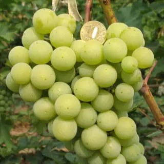 Виноград Золотинка