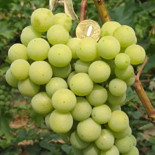  Виноград Золотинка фото 1