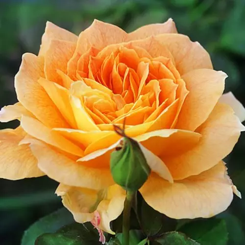 Роза чайно-гибридная Жан Жионо фото 1