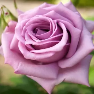 Роза чайно-гибридная Блю Берд