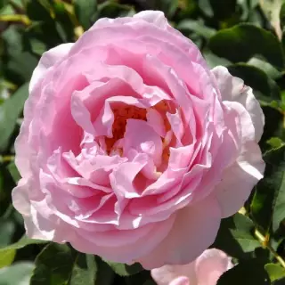 Роза чайно-гибридная Сувенир де Луи Амад