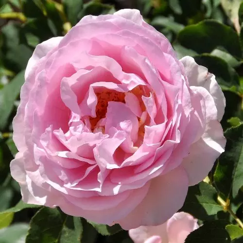  Роза чайно-гибридная Сувенир де Луи Амад фото 1