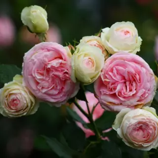 Роза плетистая Эден Роуз