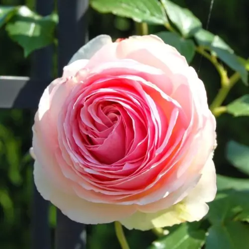 Роза плетистая Эден Роуз фото 2
