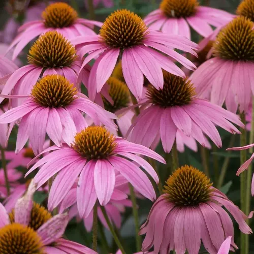 Рудбекия розовая фото 1