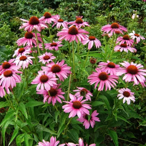  Рудбекия розовая фото 2