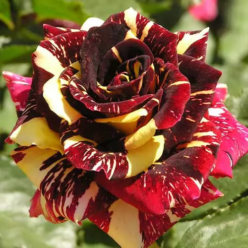  Роза чайно-гибридная Абракадабра фото 1