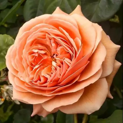 Роза английская Леандер фото 1