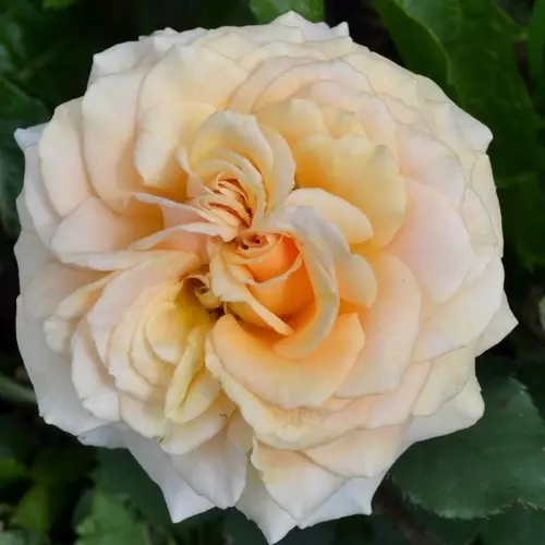 Роза чайно-гибридная Азафран фото 1
