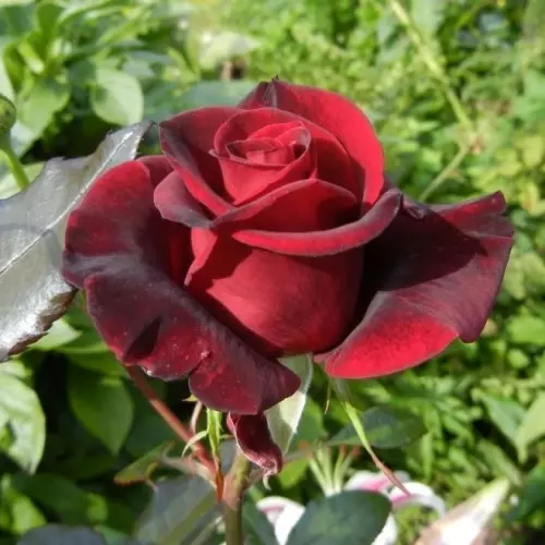  Роза чайно-гибридная Блек Маджик фото 2