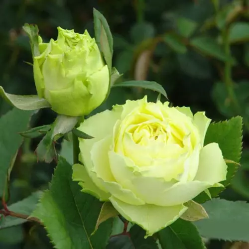  Роза чайно-гибридная Лимбо фото 1
