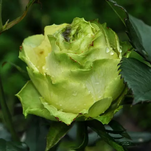  Роза чайно-гибридная Лимбо фото 2