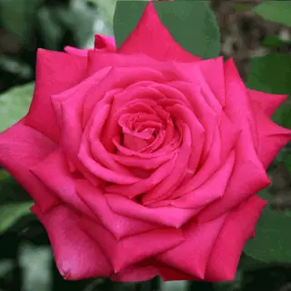 Роза чайно-гибридная Лолита Лемпика