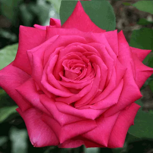  Роза чайно-гибридная Лолита Лемпика фото 1