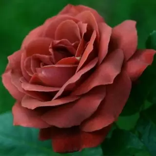 Роза чайно-гибридная Терракотта