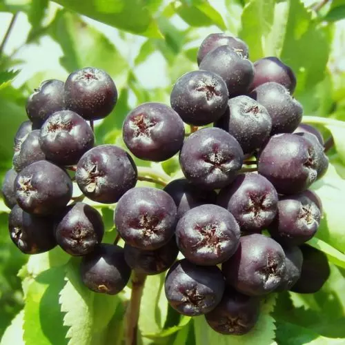  Рябина Бурка фото 1