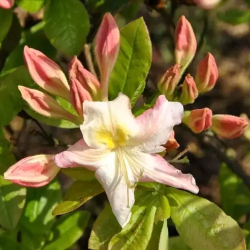 Рододендрон листопадный Сильвер Слиппер фото 2