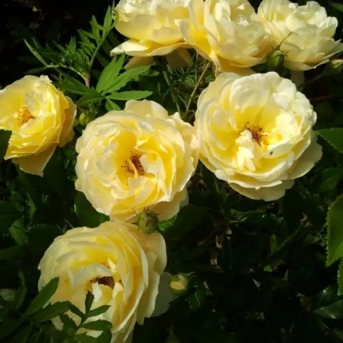 Роза почвопокровная Зоненширм фото 2