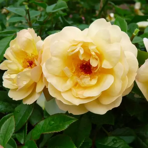  Роза почвопокровная Зоненширм фото 1
