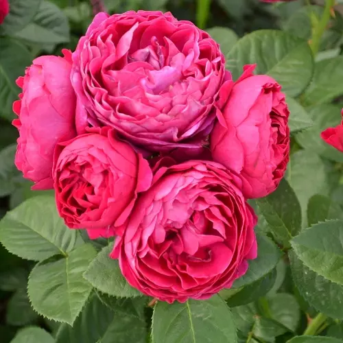  Роза чайно-гибридная Аскот фото 1
