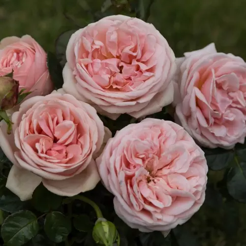  Роза чайно-гибридная Афродита фото 1