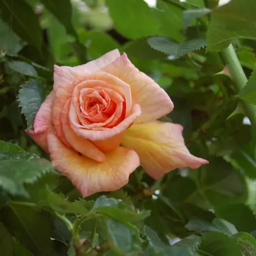  Роза плетистая Барок фото 3