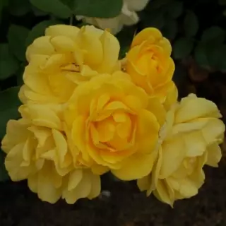 Роза почвопокровная Еллоу Фейри
