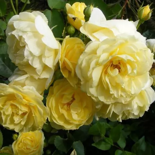  Роза почвопокровная Еллоу Фейри фото 2