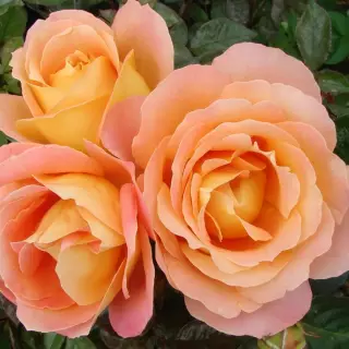Роза чайно-гибридная Алпине Сансет