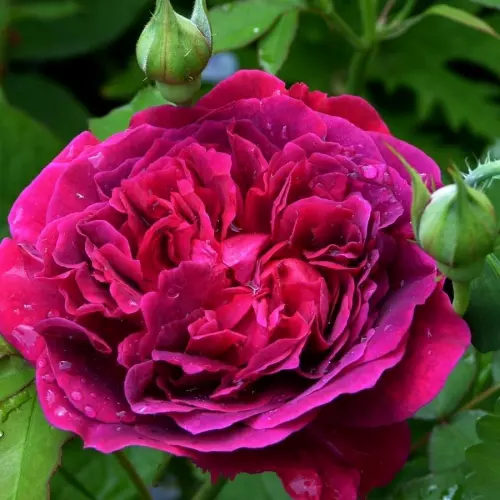 Роза английская Уильям Шекспир фото 1