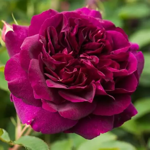 Роза английская Дарси Басселл фото 1