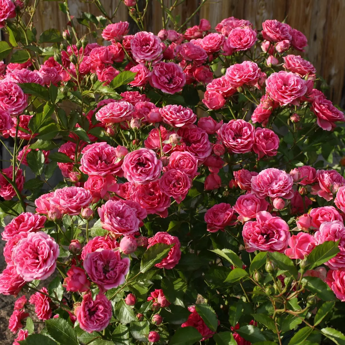 Роза шраб Эльвешёрн фото 1