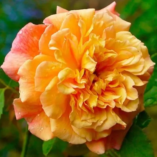 Роза плетистая Алоха фото 2